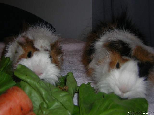 Gorditos comiendo ensalada