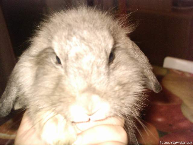 mi molly