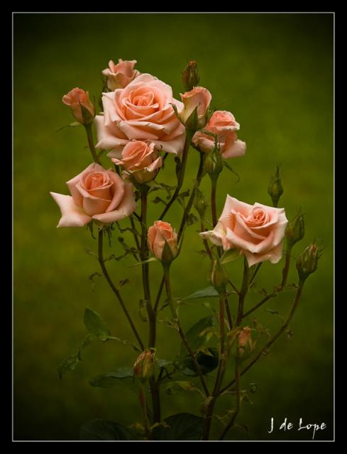 rosal