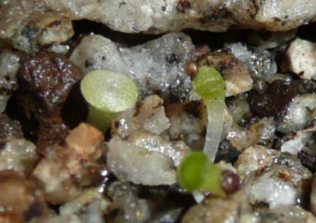 Lithops Blanco x_X!