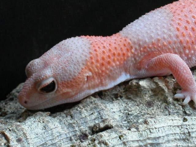 Hemitheconyx caudicinctus tangerine amelanistic