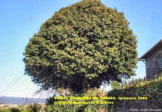 Anemoniflora vilalonga