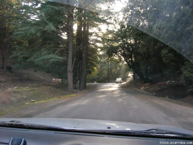 Bosque de Cedros - Azrou