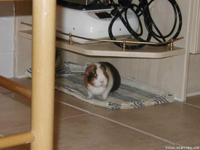 Chipi en la cocina, bajo el mueble, su refugio