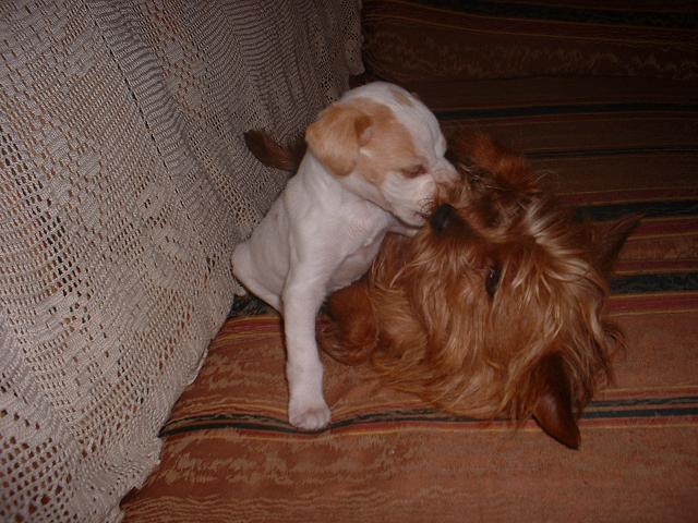 Buffy y Canela Jugando