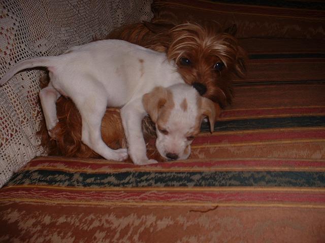 Buffy y Canela jugando en el sofa