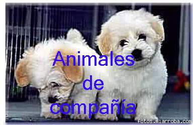 Animales de compaa