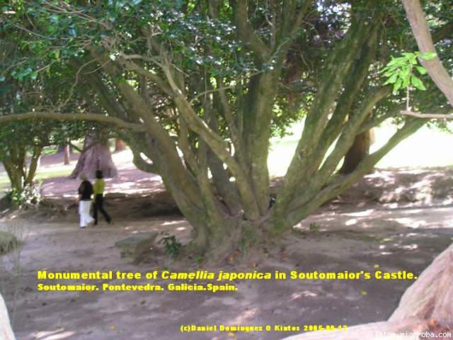 Camellia japonica S-16  Soutomaior