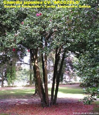 Camellia japonica arcozelo ? soutomaior chan con ptalos