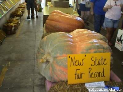 Calabaza redord