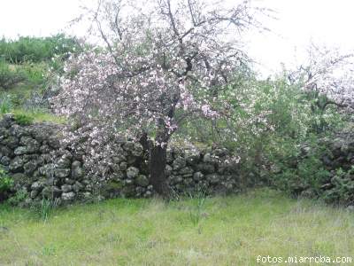 arbolito almendro