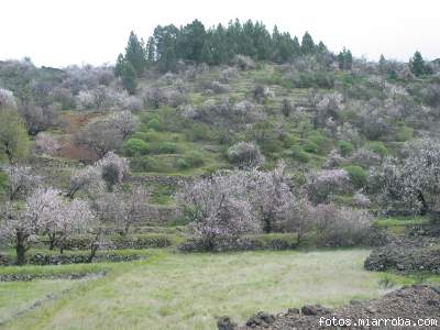 almendros en flor