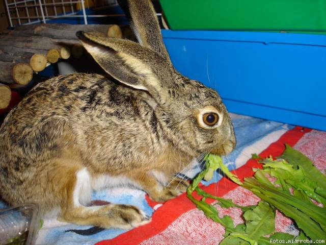 Pelu comiendo 1