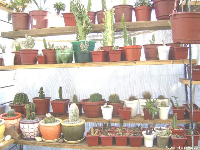 mis cactus