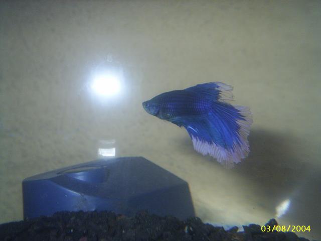 betta1