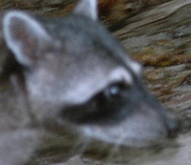 mapache mapache