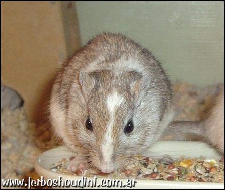 Panda Golden Agouti2