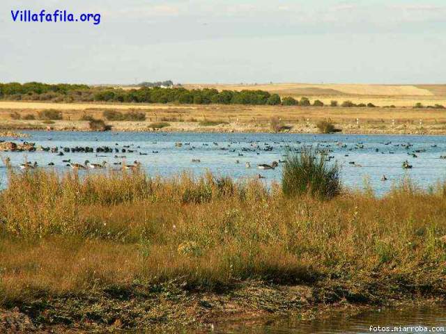 Numerosas anatidas en la laguna del Centro de Interpretacin