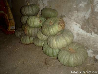 calabazas