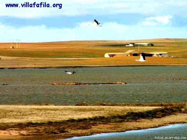 Cigeas sobrevolando la laguna grande