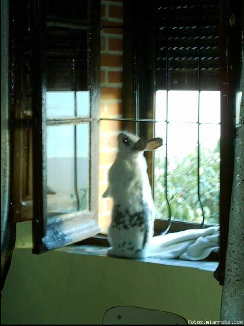 perla investiga en la ventana