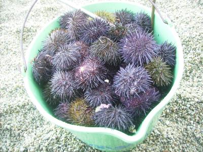 mi caldero de oricios mi caldero de oricios