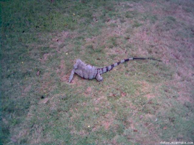 una iguana en la refineria :P