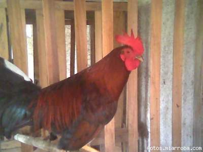 pollo zambo quemao