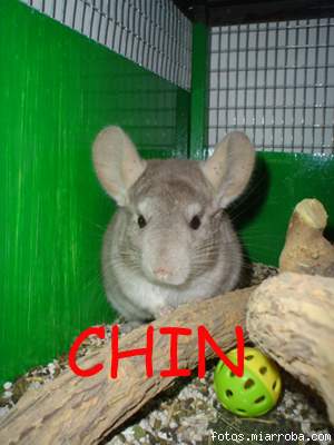 Chin