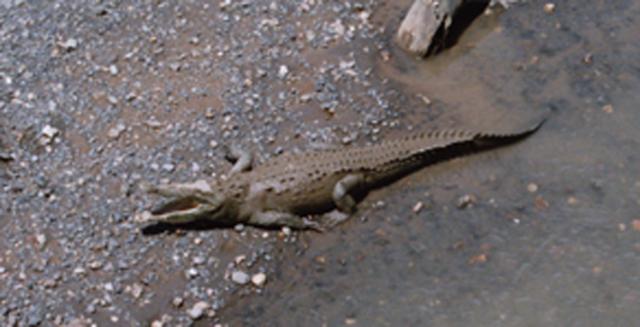 lagarto 2 lagarto 2