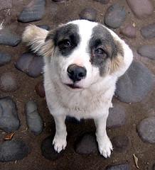 Pancho tiene una mirada irresistible.