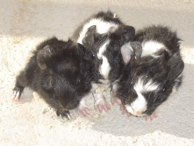 trio Blanqui