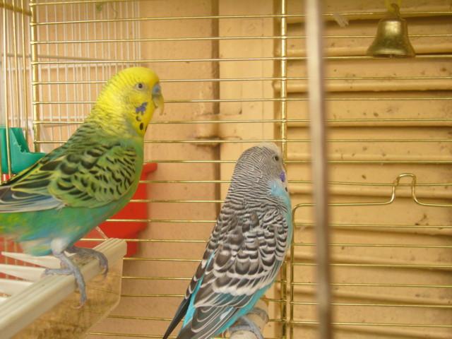 Perico y Kito