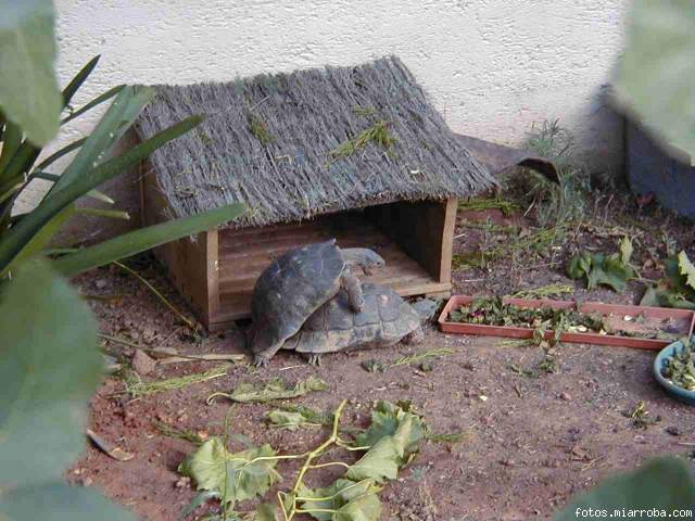 monta marginata monta marginata