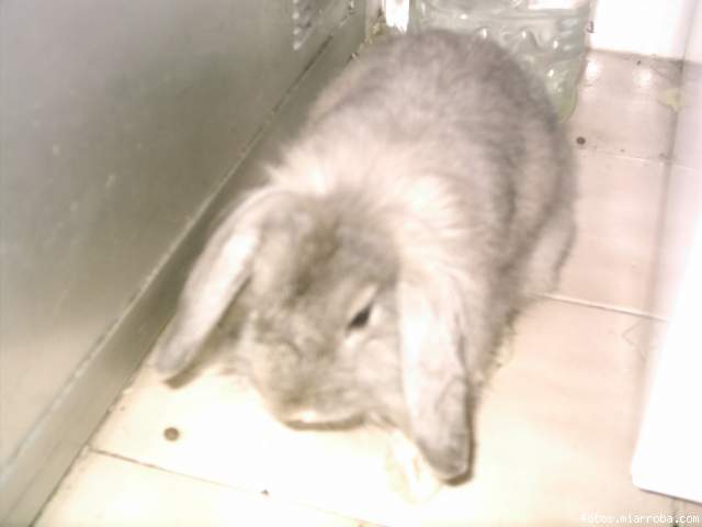 mami te kelooo(molly) mami te kelooo(molly)