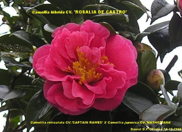 Camellia hibrida ROSALIA DE CASTRO