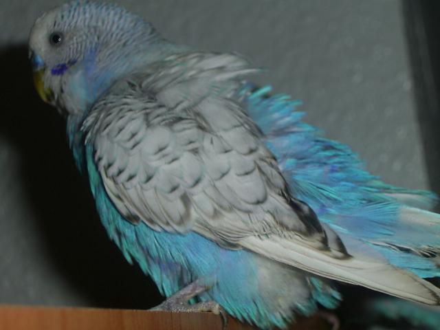 Macho perlado Azul