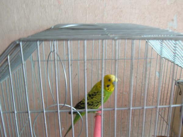 PERIQUITO PERIQUITO