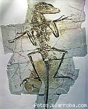 fosil de dromeosaurio