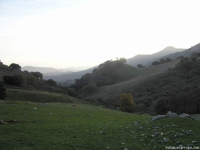 El perro de la pradera