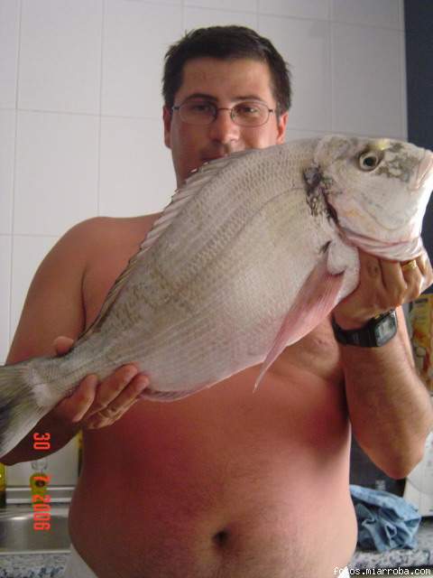 dorada de 2,450 kgs