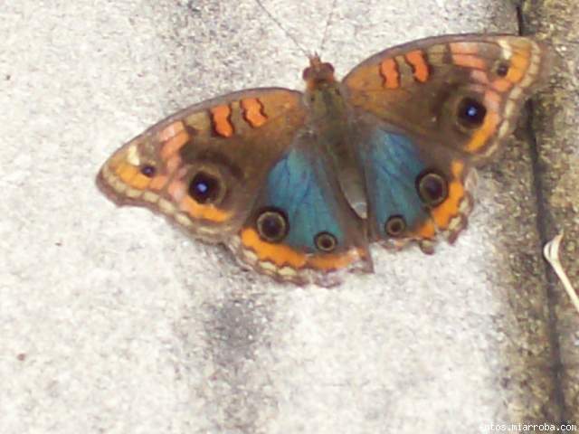 mariposa