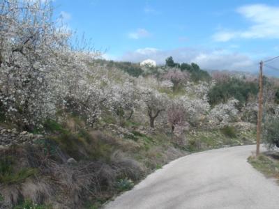 Benimantell, almendros