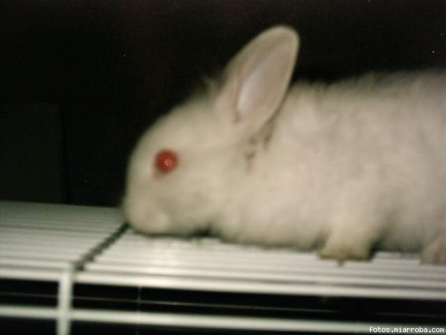chiki