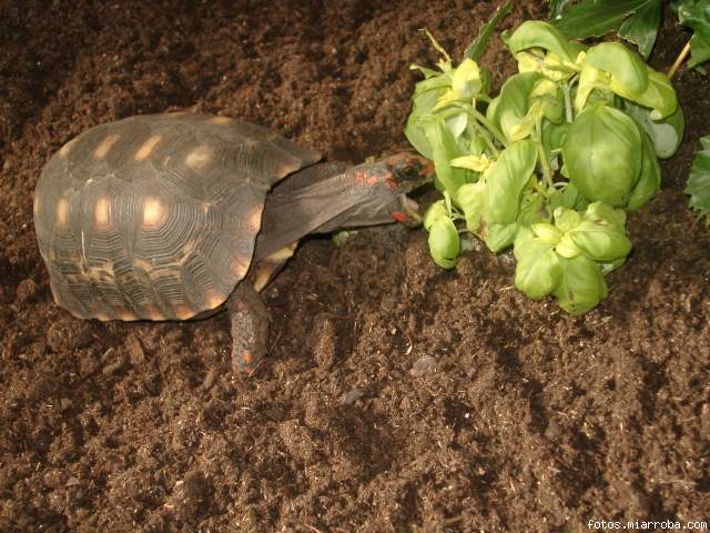 comiendo albahaca