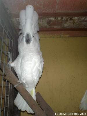 Cacatua alba