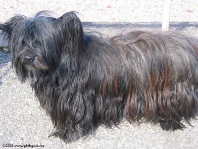 Este es Sky, un terrier guapsimo.