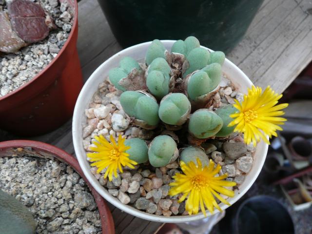 Conophytum sp.1