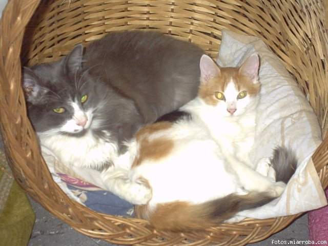 gatos