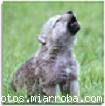 fox fox